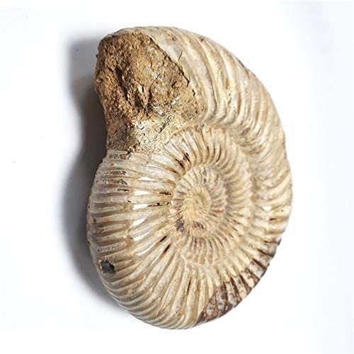 moonlightcrystal Polished Raw Shell Specimen Madagascar Ammonite Rough Stones for Home Decor and Fossil Collection - View 5 of 7