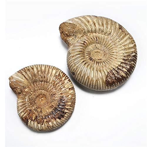 moonlightcrystal Polished Raw Shell Specimen Madagascar Ammonite Rough Stones for Home Decor and Fossil Collection - View 2 of 7