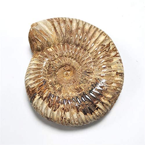 moonlightcrystal Polished Raw Shell Specimen Madagascar Ammonite Rough Stones for Home Decor and Fossil Collection - View 6 of 7