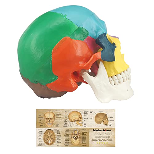 Medarchitect Life-Size Human Colored Skull Model: 3-Part Anatomical Study Tool for Medical Students