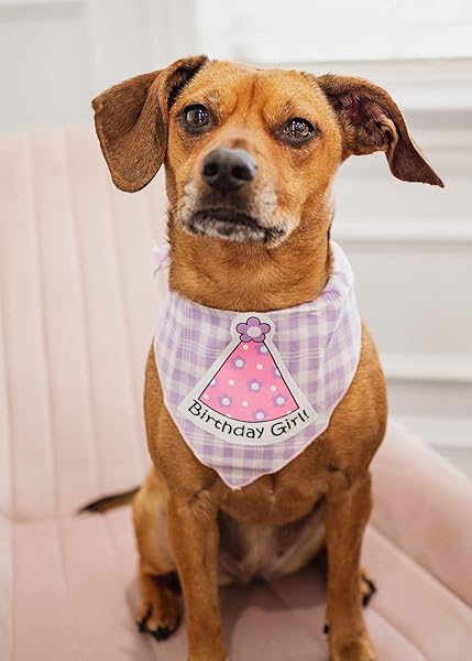 Tail Trends Tail Trends Happy Birthday Dog Bandana and Party Hat Set for Medium to Large Dogs 100 Cotton Applique Design - View 7 of 7