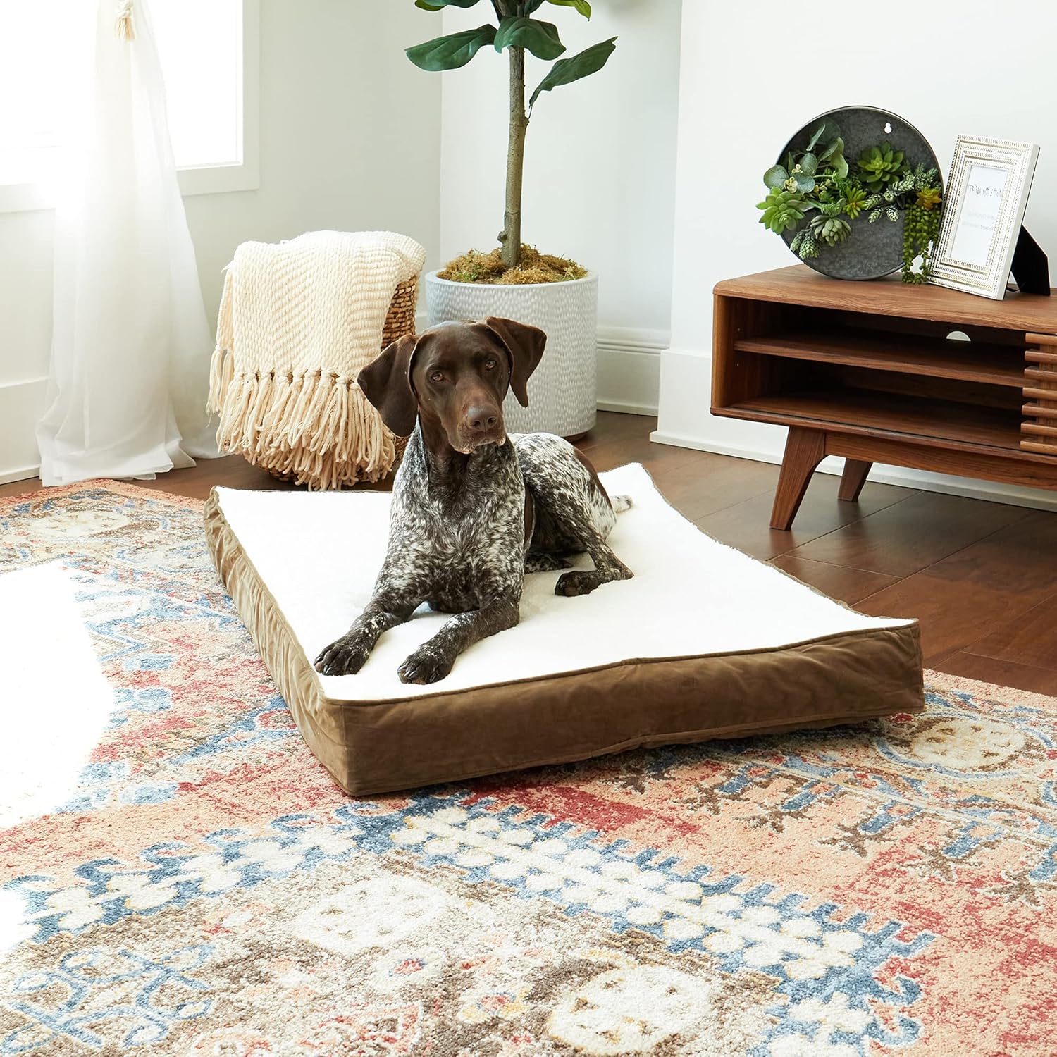 South Pine Porch South Pine Porch Ollie Orthopedic Rectangle Foam Dog Bed Latte Medium 42 x 30 Inches for Ultimate Pet Comfort - View 2 of 9