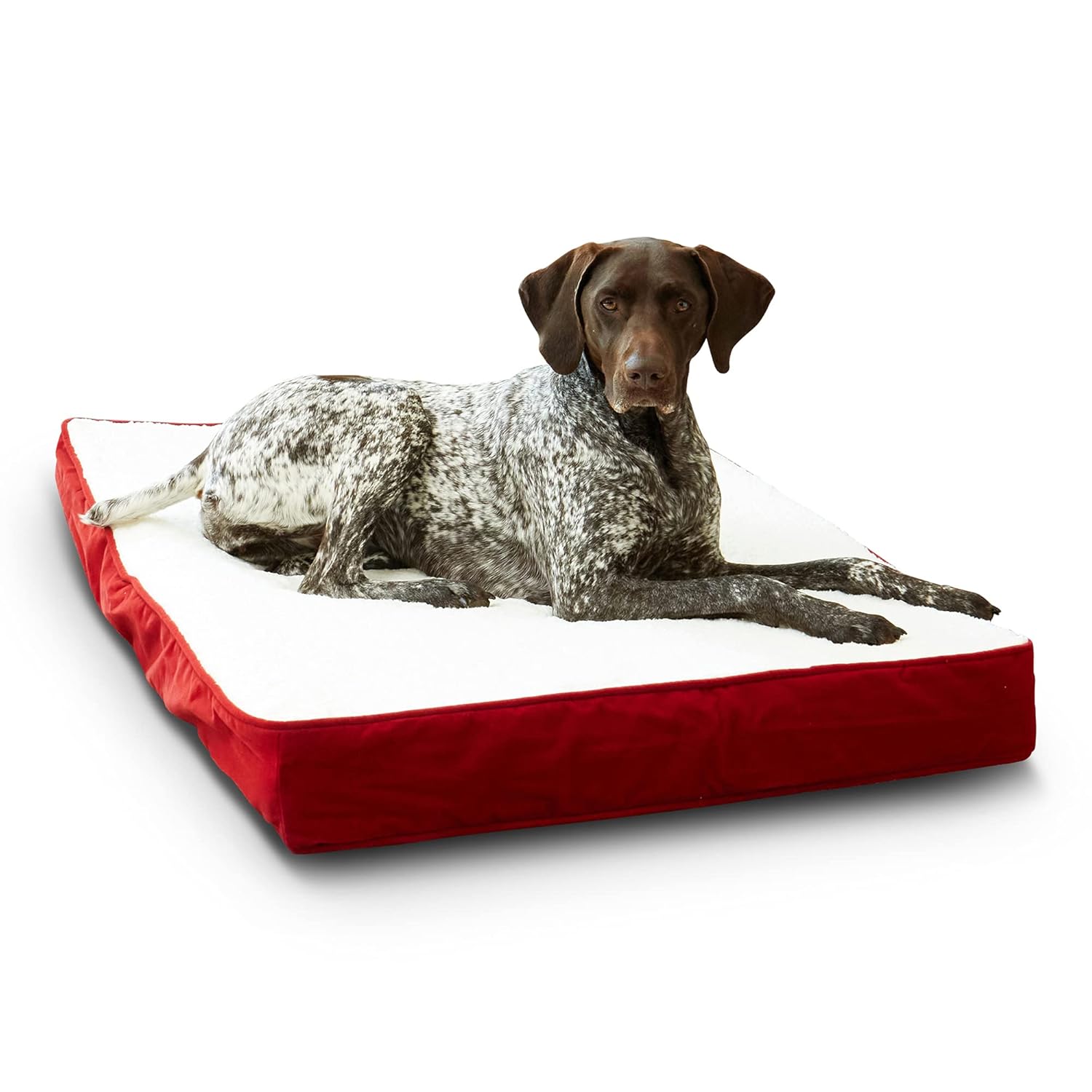 South Pine Porch South Pine Porch Ollie Orthopedic Rectangle Foam Dog Bed Latte Medium 42 x 30 Inches for Ultimate Pet Comfort - View 7 of 9