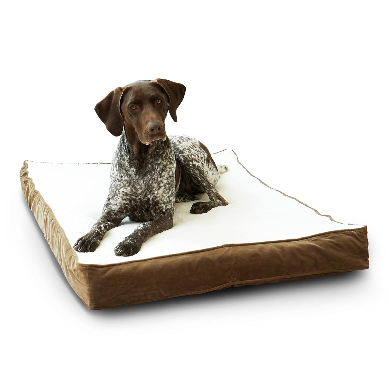 South Pine Porch South Pine Porch Ollie Orthopedic Rectangle Foam Dog Bed Latte Medium 42 x 30 Inches for Ultimate Pet Comfort