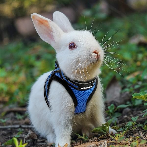 rabbitgoo Rabbitgoo Cat Harness and Leash Set Adjustable Soft Escape Proof Vest for Kittens Comfortable Outdoor Walking Blue Size S - View 10 of 10