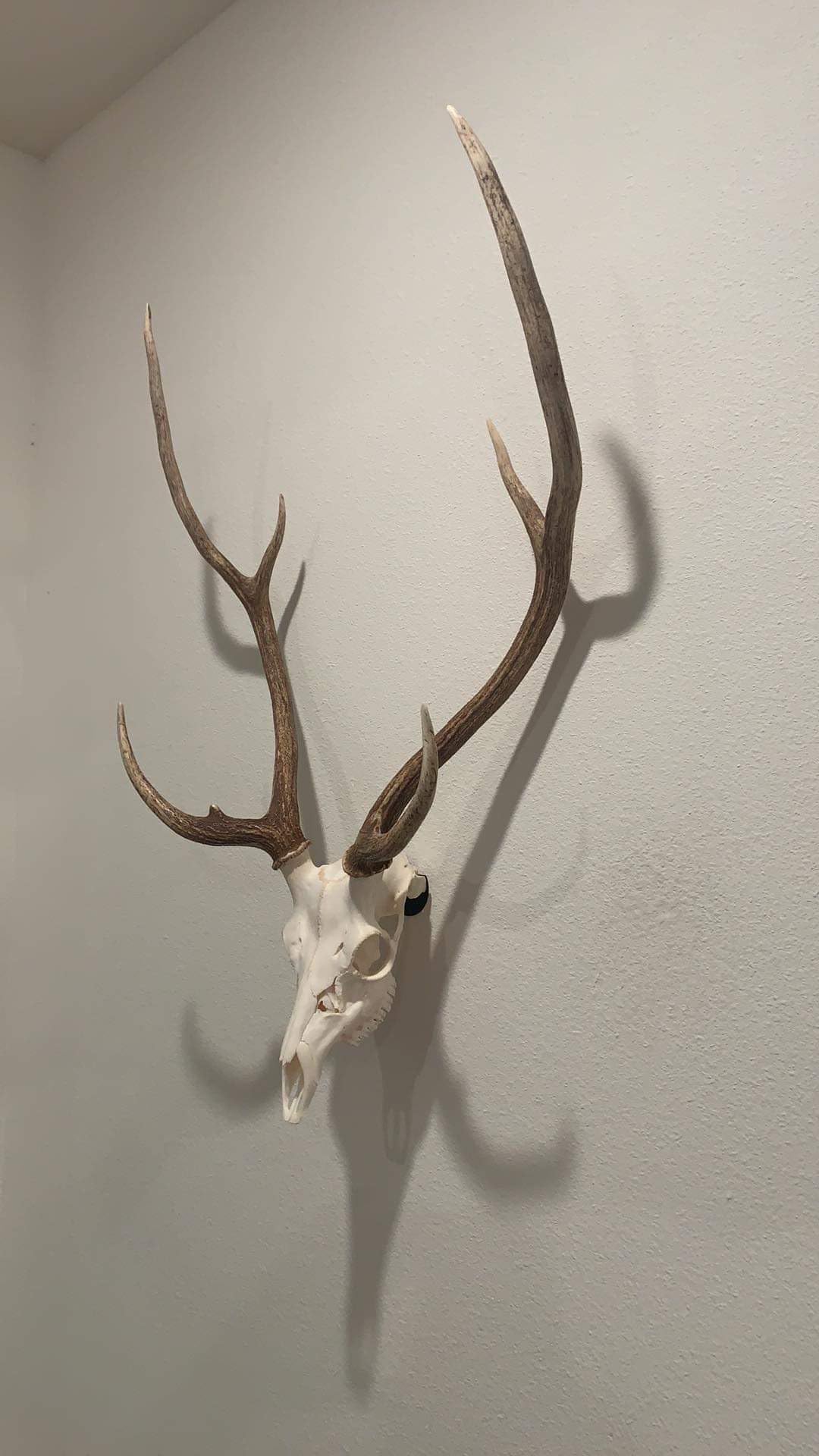 sailupxinyuan Original No Show Whitetail Deer Skull Mount Hanger - Quick Install, No Drilling, Made in USA - Perfect for Small Game & Antelope - View 5 of 9
