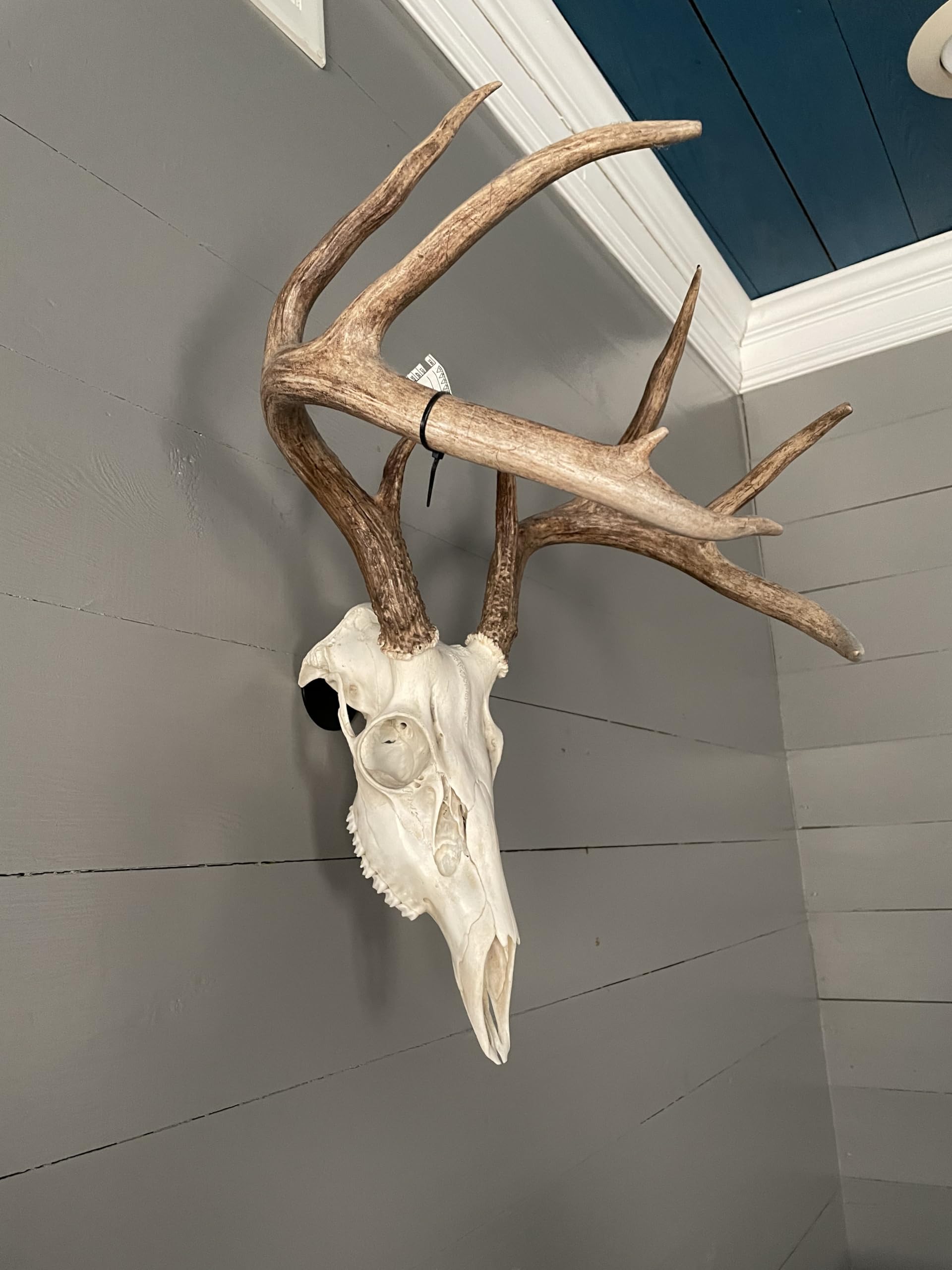 sailupxinyuan Original No Show Whitetail Deer Skull Mount Hanger - Quick Install, No Drilling, Made in USA - Perfect for Small Game & Antelope - View 7 of 9
