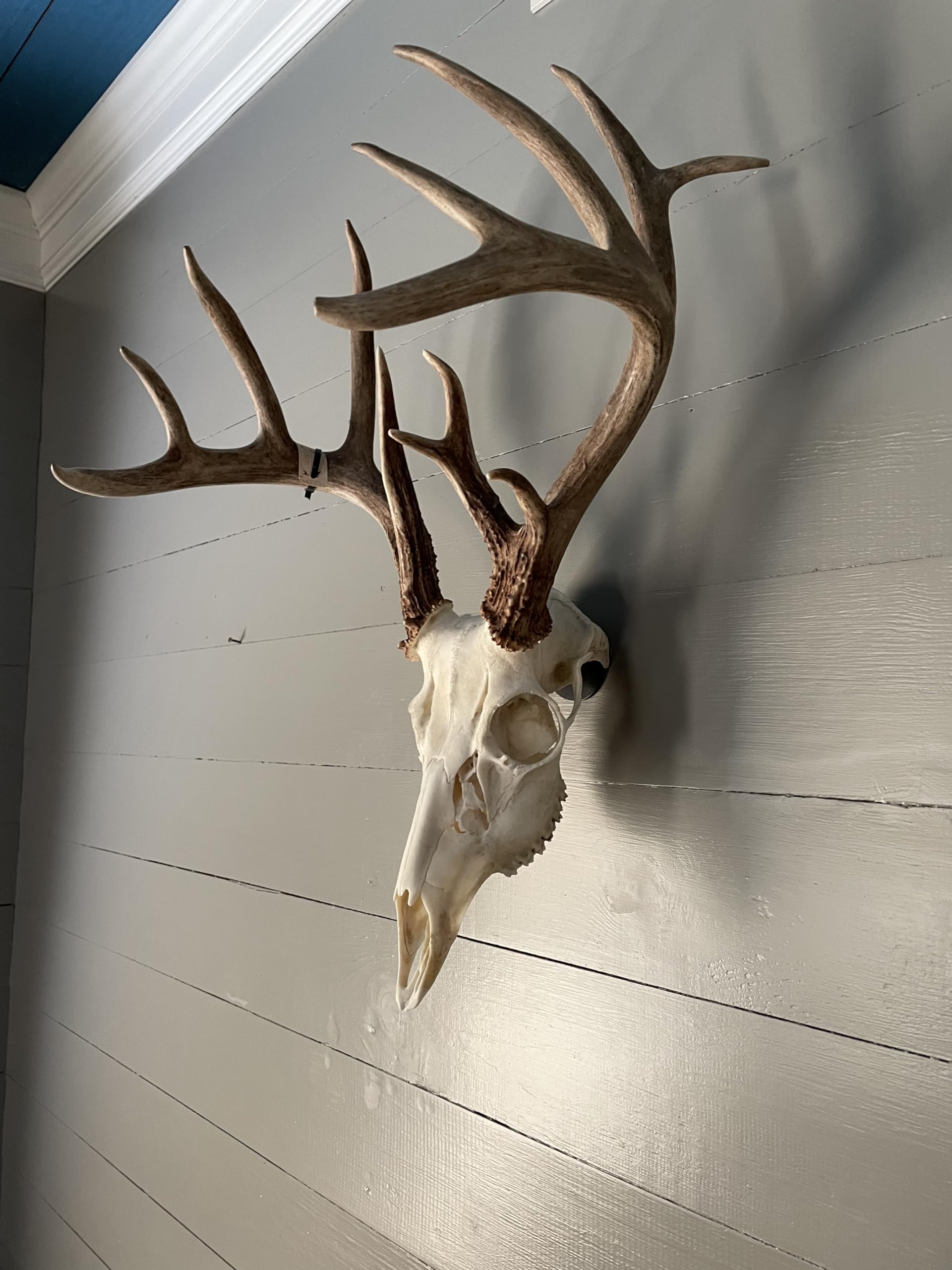 sailupxinyuan Original No Show Whitetail Deer Skull Mount Hanger - Quick Install, No Drilling, Made in USA - Perfect for Small Game & Antelope - View 8 of 9