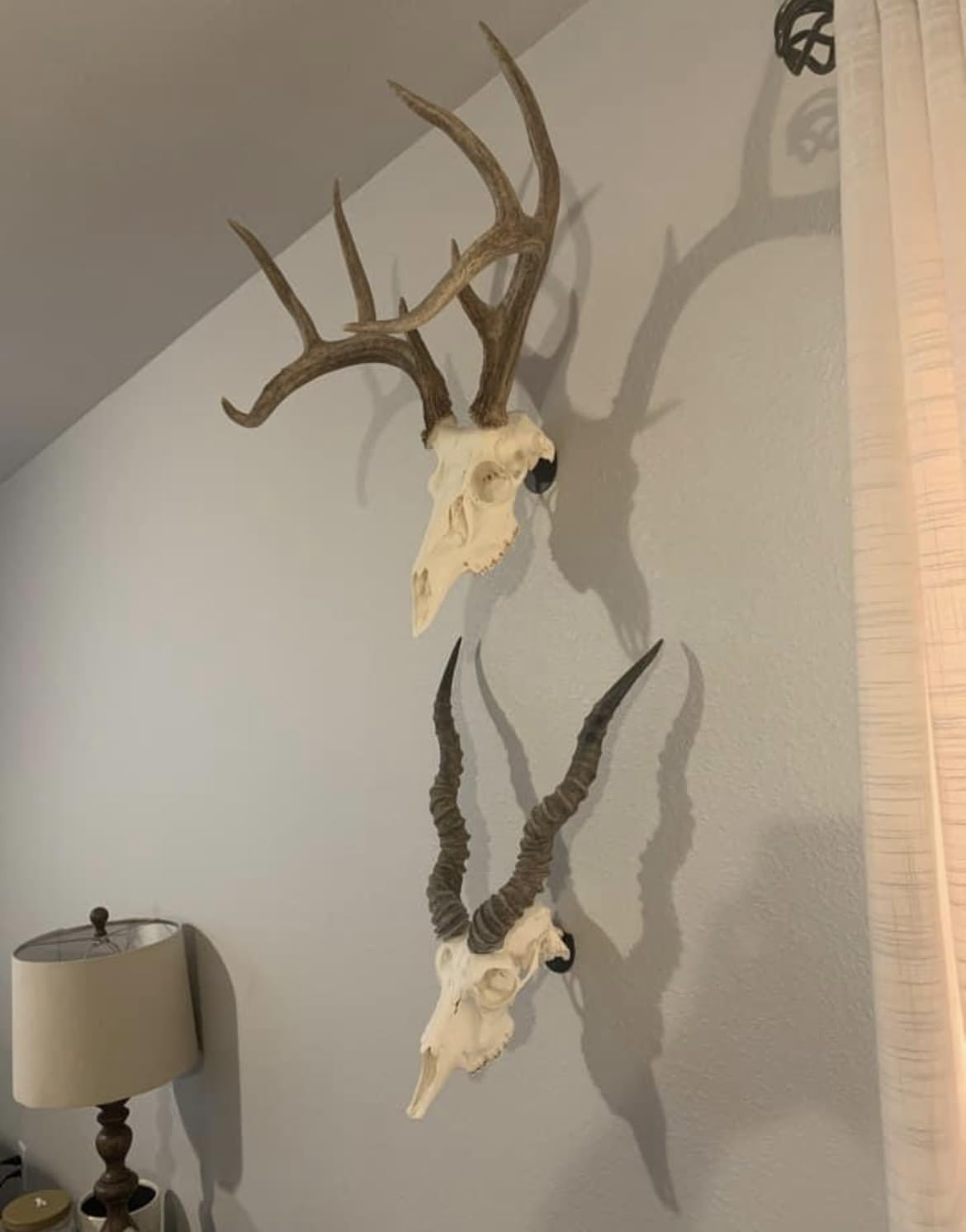 sailupxinyuan Original No Show Whitetail Deer Skull Mount Hanger - Quick Install, No Drilling, Made in USA - Perfect for Small Game & Antelope - View 9 of 9