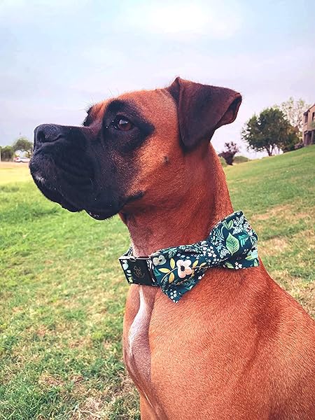 Elegant little tail Elegant Bowtie Dog Collar for Small Medium Large Dogs Soft Comfy Adjustable Pet Gift - View 6 of 8