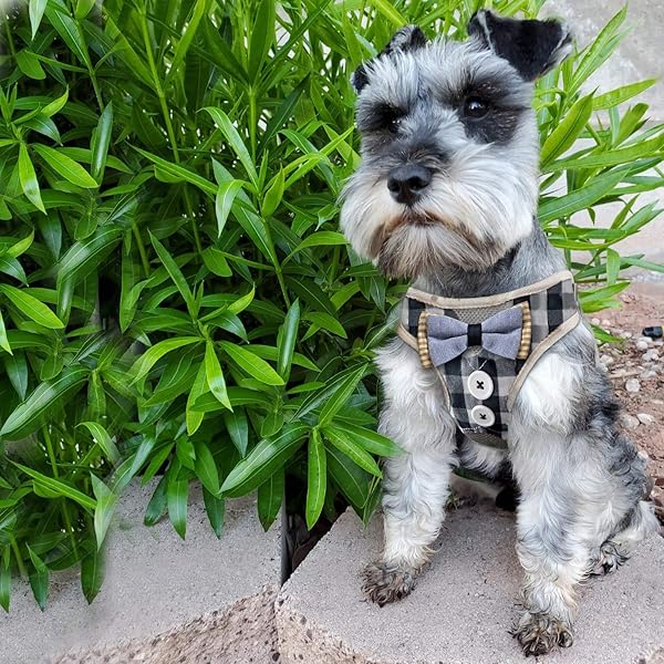 Bark Lover Bark Lover Small Puppy Harness with Bowtie Adjustable Dog Vest Mesh Tuxedo for Small Dogs and Kittens Perfect for Parties Weddings and Holidays - View 5 of 8