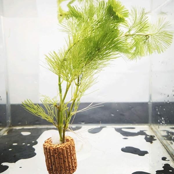 balacoo Balacoo Water Aquarium Media Plant Fixed Cup 10pcs Durable Reusable Lightweight Fixed Ring Pottery for Turtle Tank - View 11 of 11