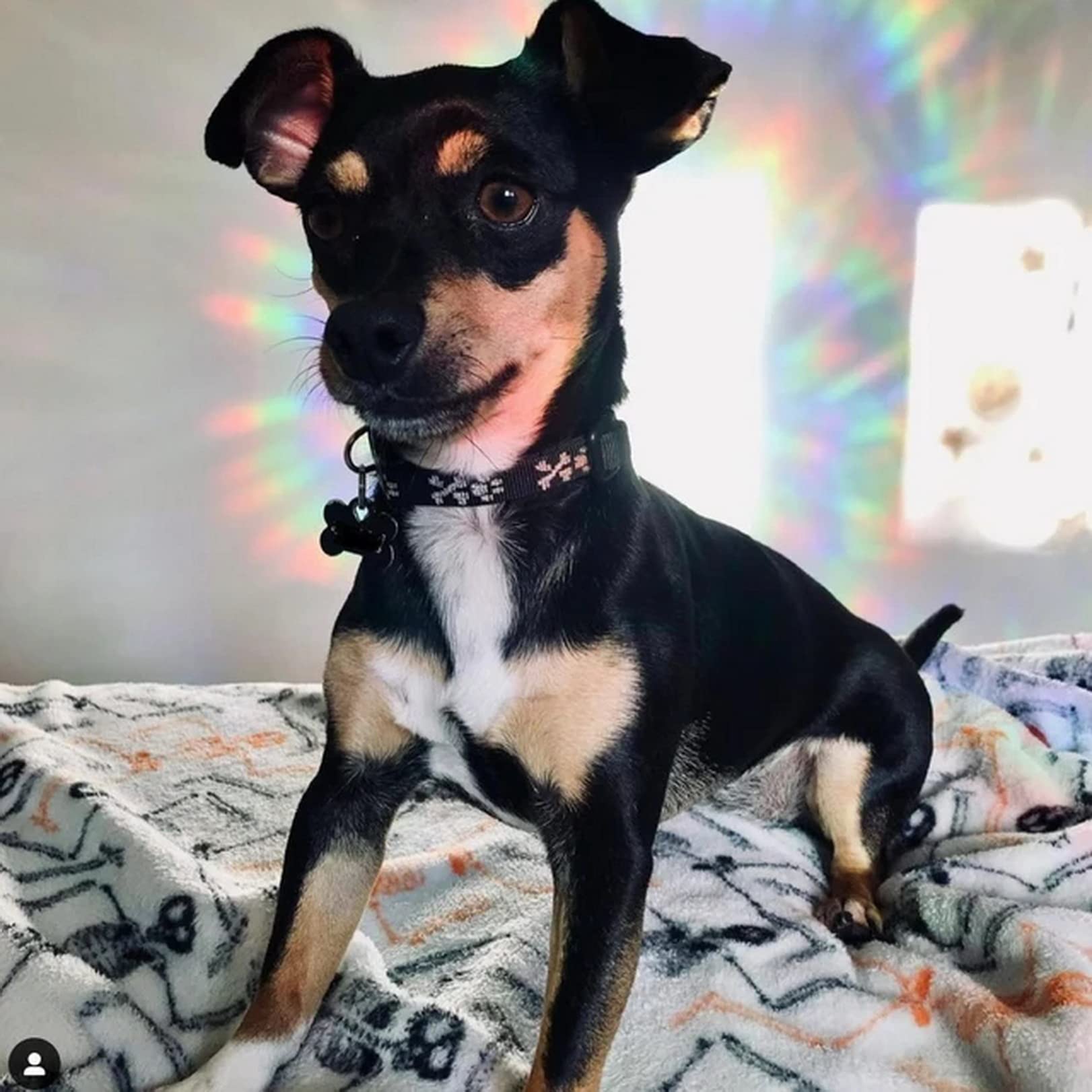 STICKERGURU 16 Pieces Hexagon Bee Window Clings Anti Collision Decals Save Birds Non Adhesive Prismatic Vinyl Rainbow Stickers Bright - View 4 of 7