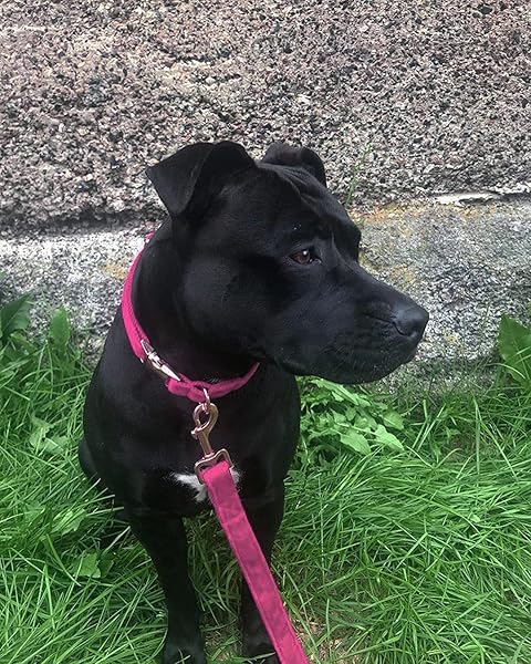 Aring pet Soft Adjustable Velvet Dog Collar and Leash Set for Pets Comfortable and Stylish Dog Accessories - View 4 of 5