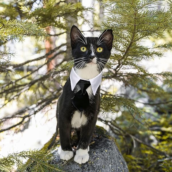 Casidoxi Casidoxi Cat Dog Tuxedo Collar Bow Tie for Pets Perfect for Birthdays Weddings and Easter Adjustable Neck Size 11.4 to 14.2 Inches - View 7 of 8
