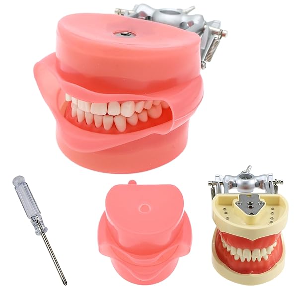 SEUJJRO Dental Typodont Model for Teaching with Kilgore Nissin 32 Removable Teeth and Simulation Cheek Ideal for Study and Practice