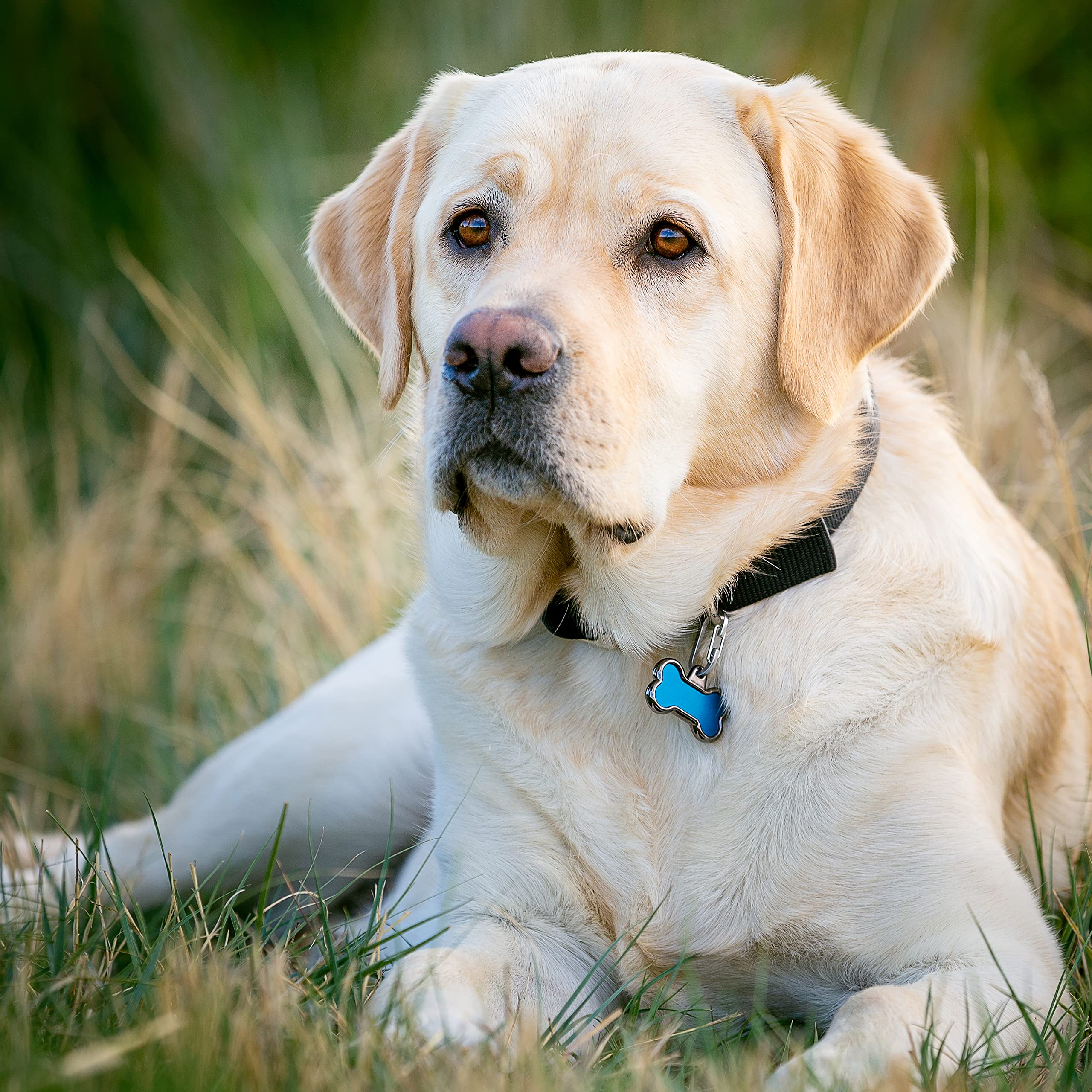 Nite Ize Nite Ize MicroLink Pet Tag Carabiner Stainless Steel Clip for Cats and Dogs 2 Count Pack of 1 - View 6 of 9