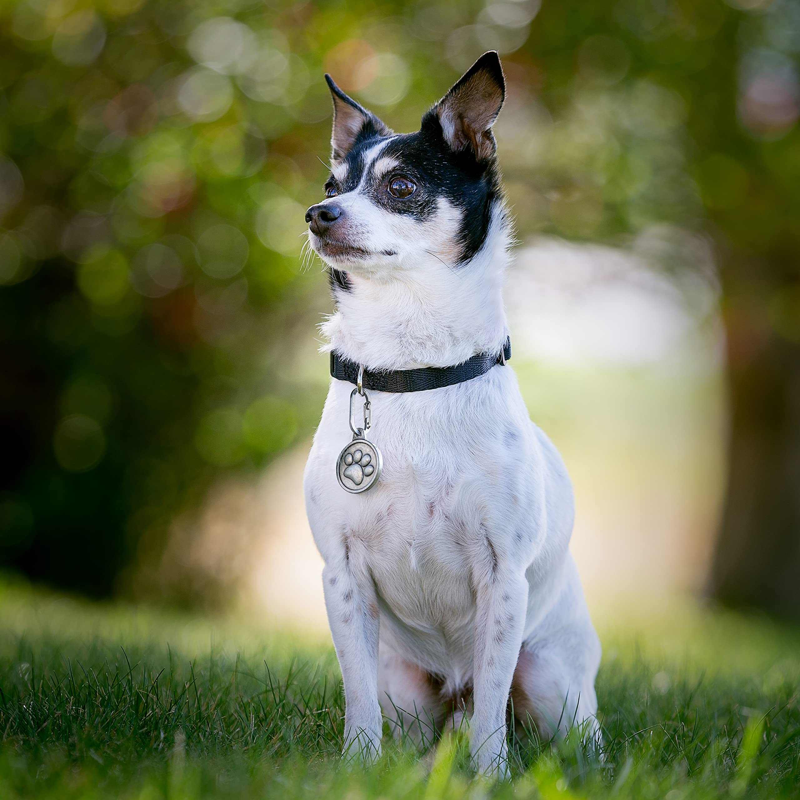 Nite Ize Nite Ize MicroLink Pet Tag Carabiner Stainless Steel Clip for Cats and Dogs 2 Count Pack of 1 - View 7 of 9