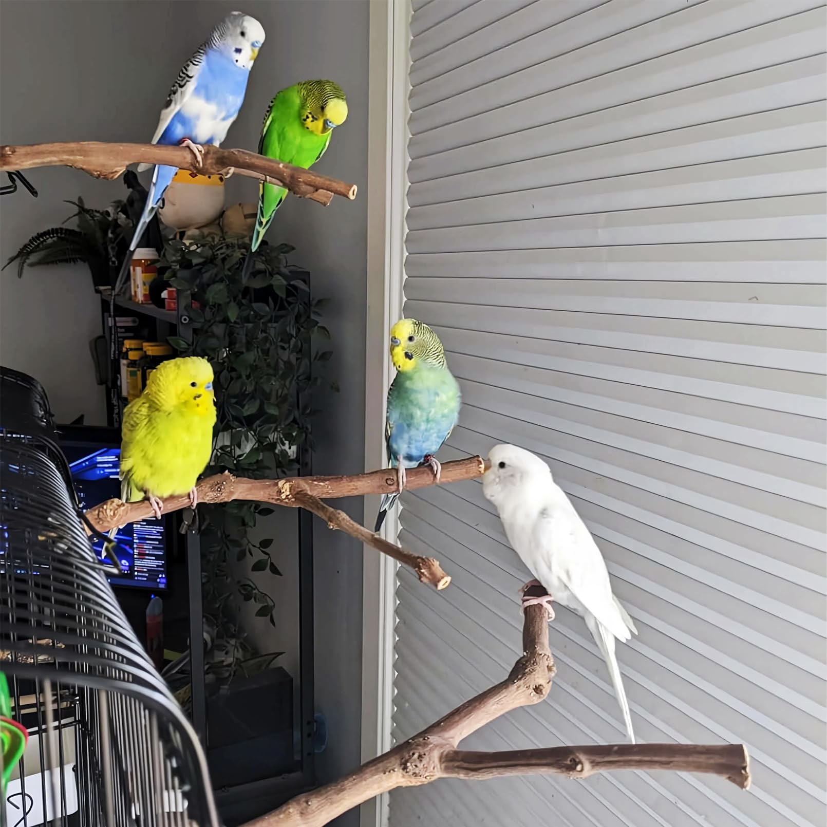 PINVNBY PINVNBY Natural Grape Wood Bird Perch Set with 4 Bird Toys for Parakeets Lovebirds Budgies Cockatiels and Finches - View 6 of 8