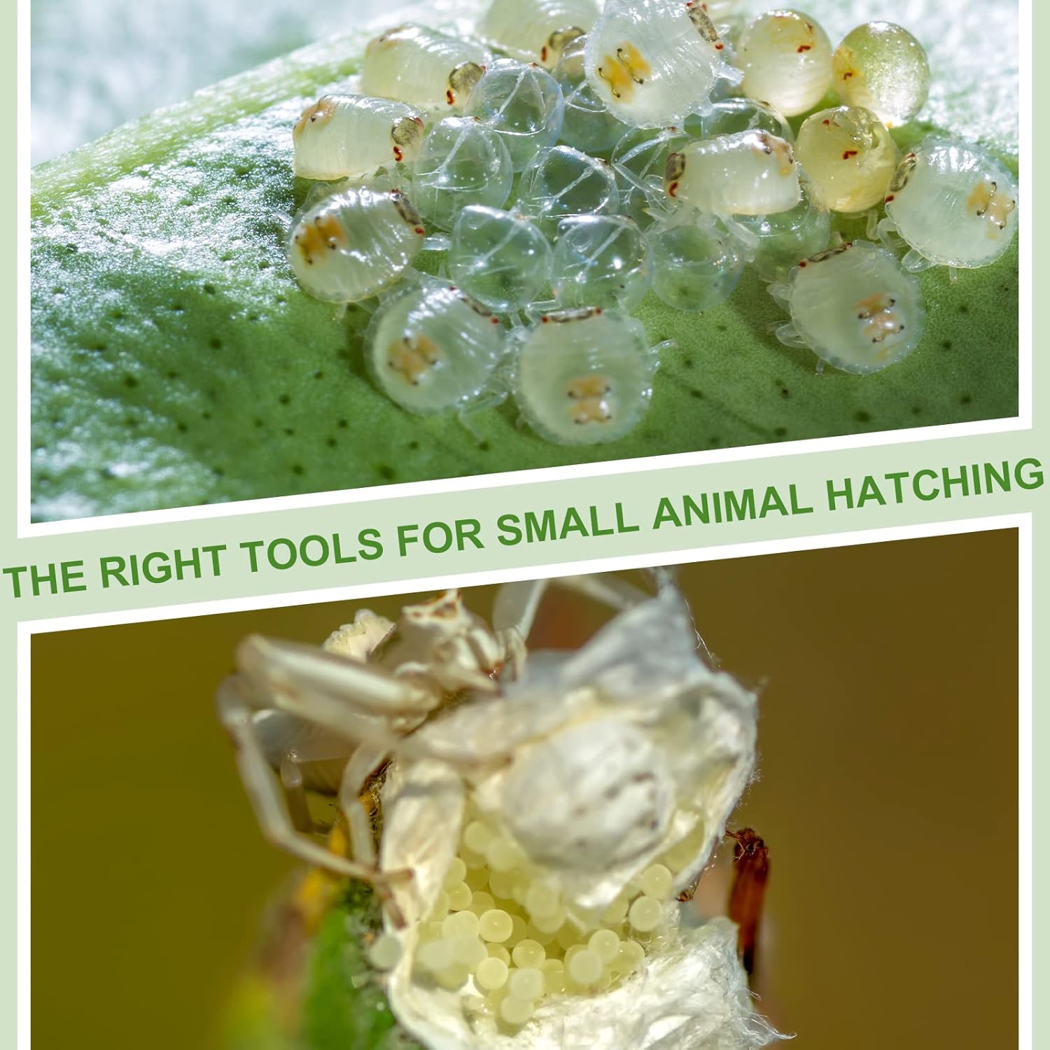 Nuanchu 20 Pcs Insect Spider Terrariums Breeding Box Transparent Reptile Hatching Container for Scorpion Gecko Tortoise Centipede Tarantula - View 7 of 7