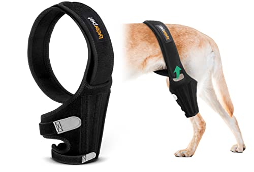 Lyderpet Lyderpet Dog Knee Brace for Torn ACL and Luxating Patella Strong Support Easy to Use for Medium Dogs Back Leg Care