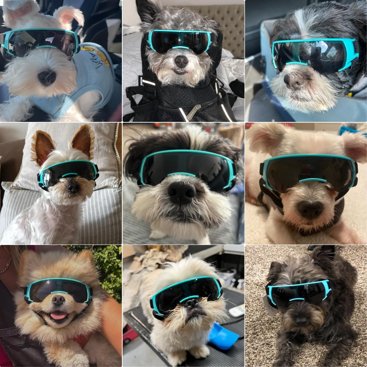 PETLESO Dog Goggles Sunglasses for Small to Medium Breeds with UV400 Anti Fog Lens Adjustable Lightweight Protection in Blue - View 2 of 6