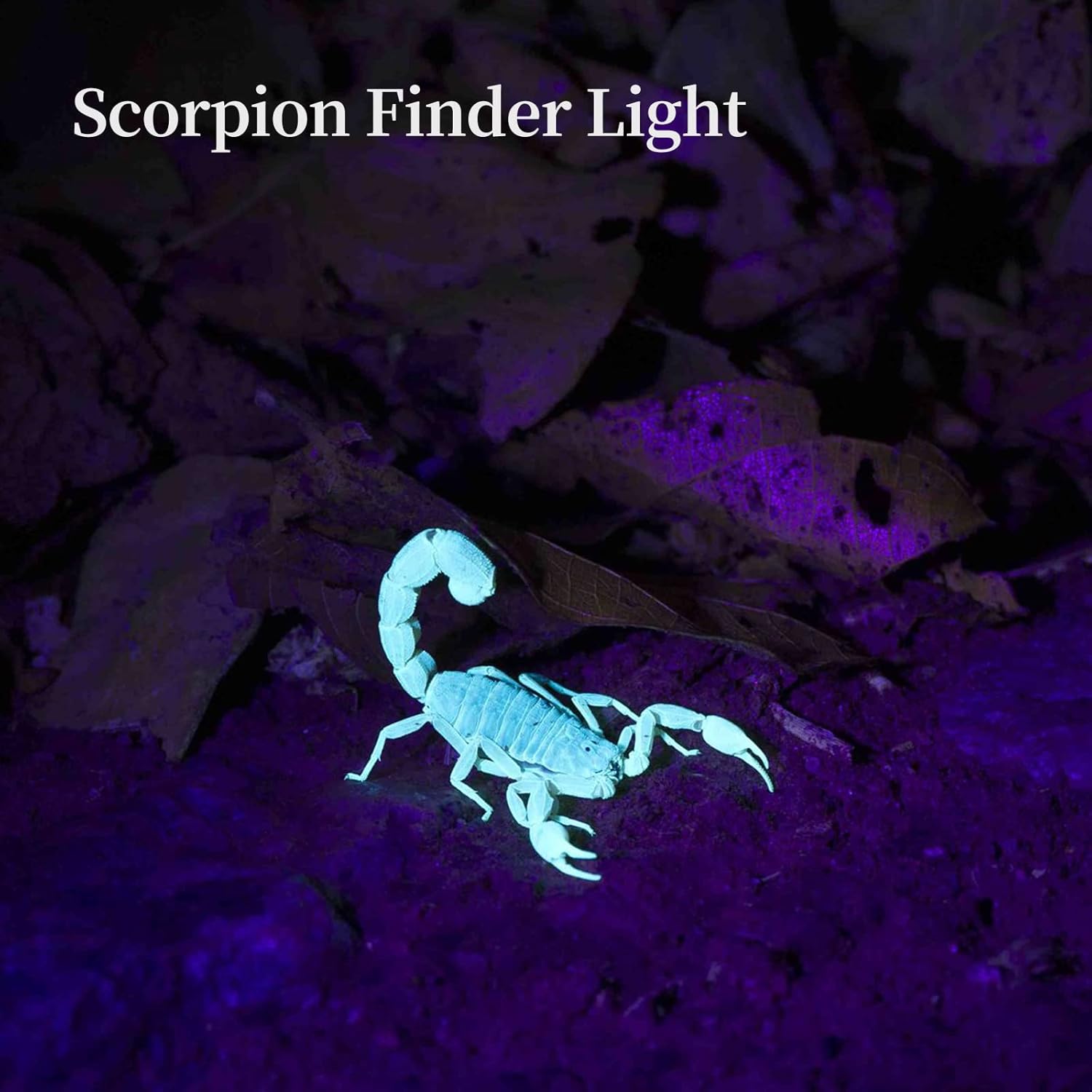 TNATRA TNATRA UV Flashlight 365nm 395nm Portable Zoomable LED for UV Glue Curing Pet Stain Detection Rocks Minerals Hunting Scorpion Finder - View 5 of 6